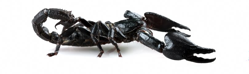 Crazy Scorpion Facts