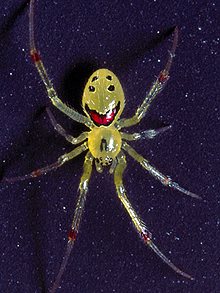 Happy face SPider