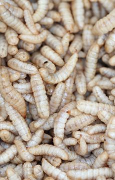 Larva Taco Fact