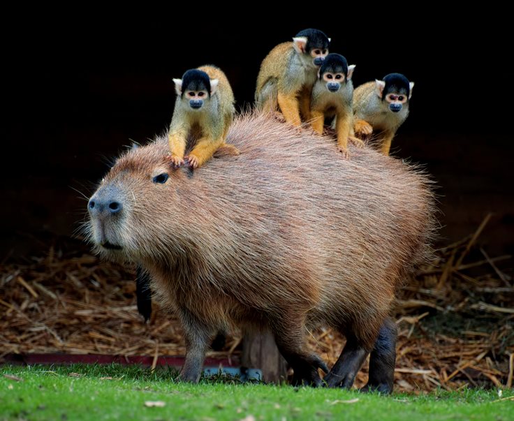 Capybara Facts