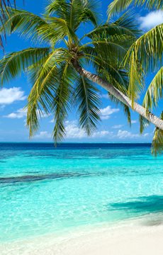 Palm Tree Facts