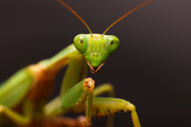 A praying mantis looking at the camera