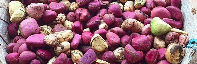 Kola Nuts
