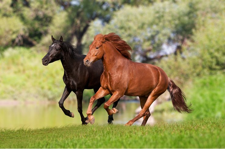 Interesting Arabian Horse Fact