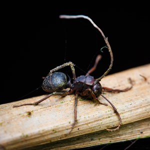 Ophiocordyceps Facts