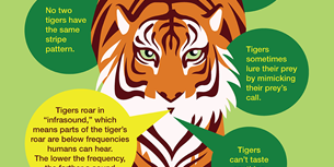 Tiger Infographic