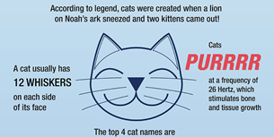 Cat Infographic