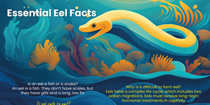 Crazy Eel Facts