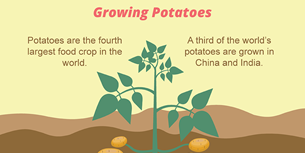 Potato Infographic Growing Facts