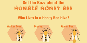 Bee Infographic