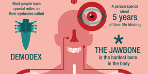 Human Body Infographic