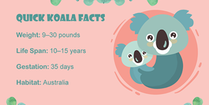 Quick Koala Facts Infographic