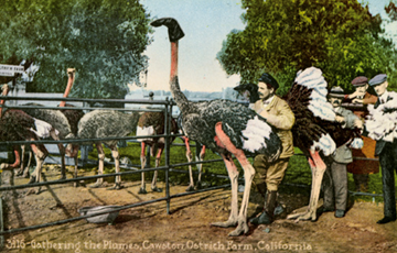 Ostrich Feather Facts